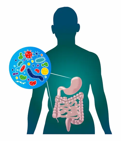 Gut Brain Connection