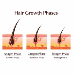 Hair-growth-phases-infographic-